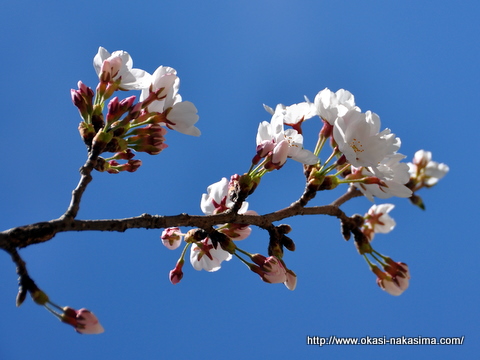 青空と桜 青空と桜