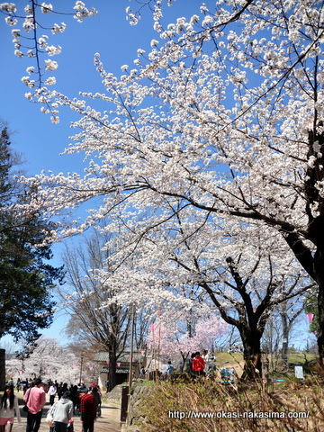 桜並木 桜並木