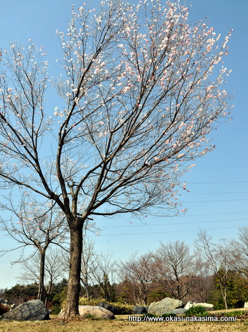 桜の木