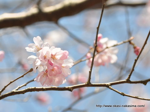 桜の花