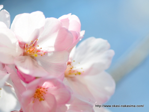 桜の花のクローズアップ