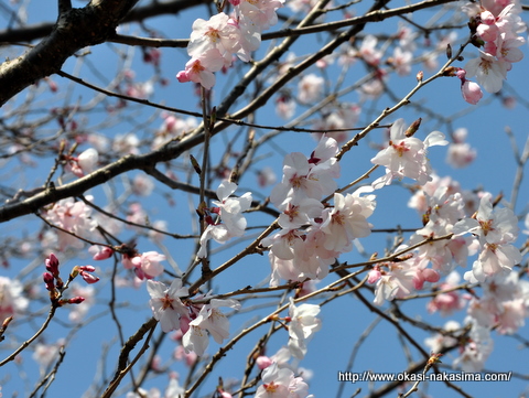 美山公園の桜 美山公園の桜