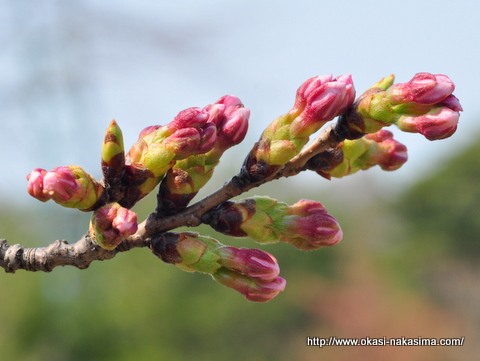 美山公園の桜の蕾 美山公園の桜の蕾