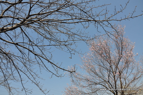 美山公園の桜の木々 美山公園の桜の木々