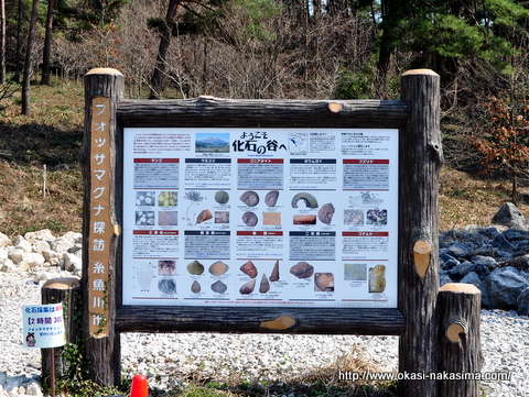 化石の発掘