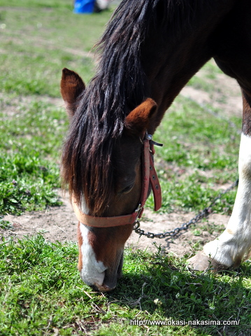 草を食べる馬