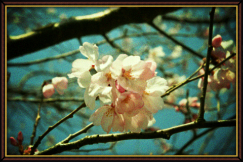 トイカメラ風・桜