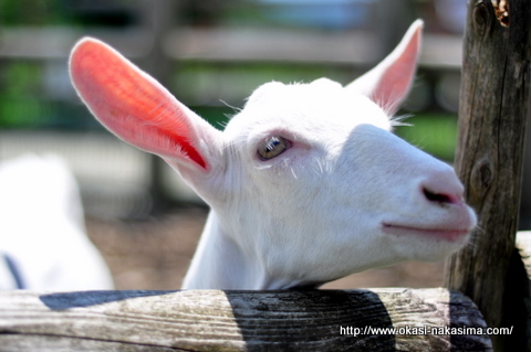 小ヤギ