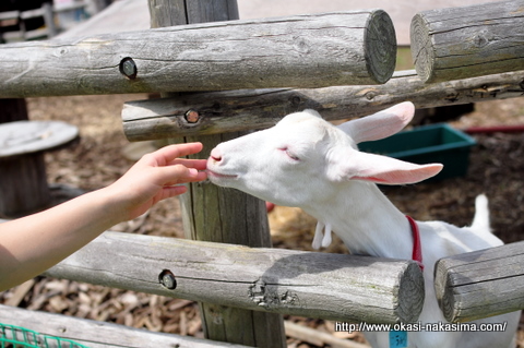 ヤギを触る家内