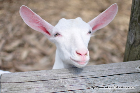 ヤギの子供