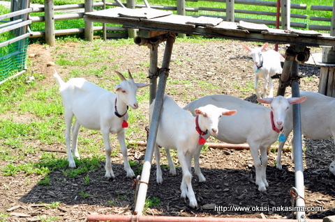 日陰に避難する子供のヤギ