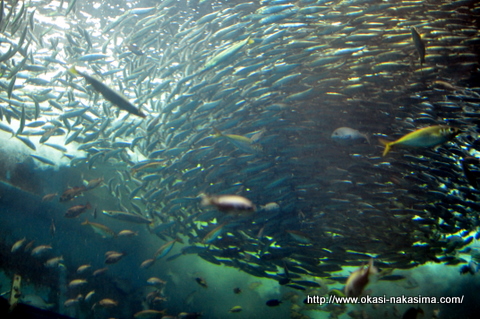 魚の大群
