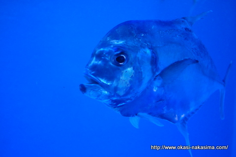 スケルトンな魚