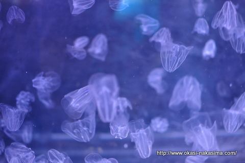 クラゲ