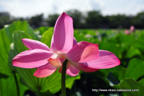 蓮の花