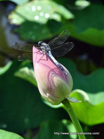 蓮の花とシオカラトンボ