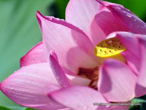 雨に濡れる蓮の花