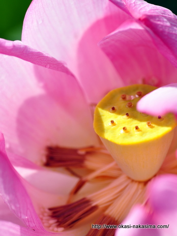 蓮の花弁