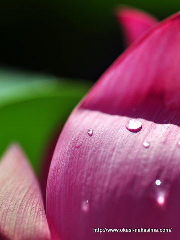 蓮の花びらと雨粒