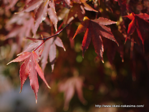 紅葉