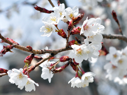 桜 桜