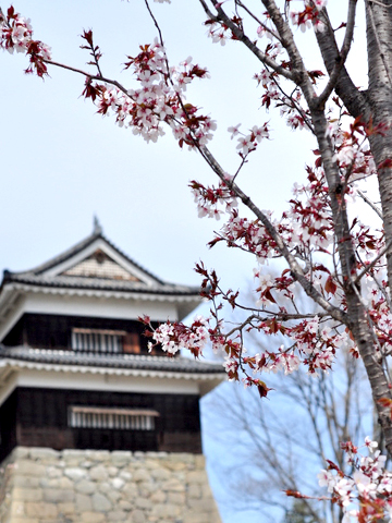 上田城千本桜まつりの桜 上田城千本桜まつりの桜