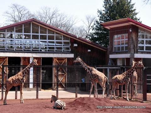 のんびりとした動物園