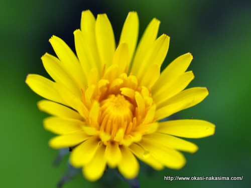 糸魚川店花壇の花