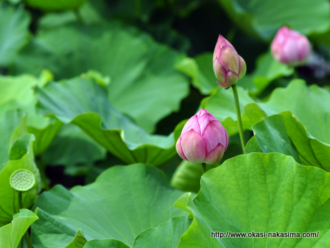 高田蓮華の蕾