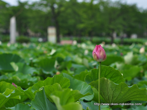 高田蓮華の蕾
