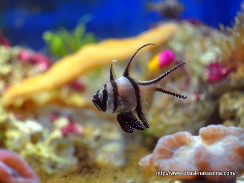 熱帯魚？