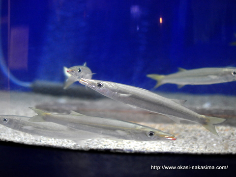 水族館の魚 水族館の魚