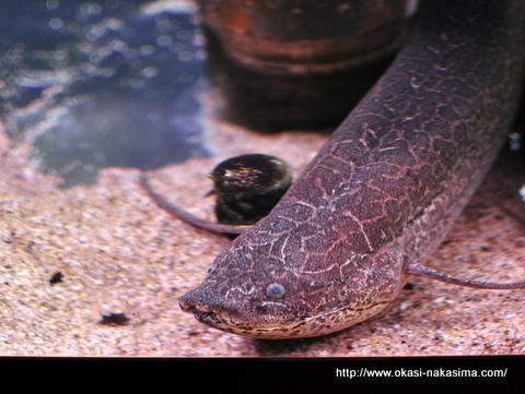 肺魚 肺魚