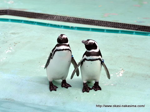 2匹のペンギン