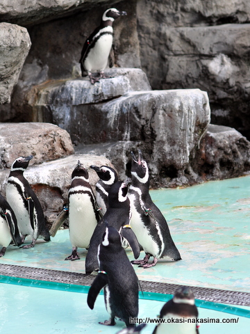 ペンギンの群れ