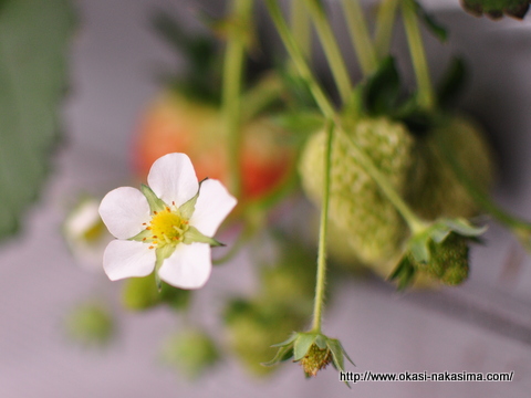 苺の花 苺の花