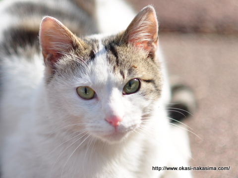 猫 猫