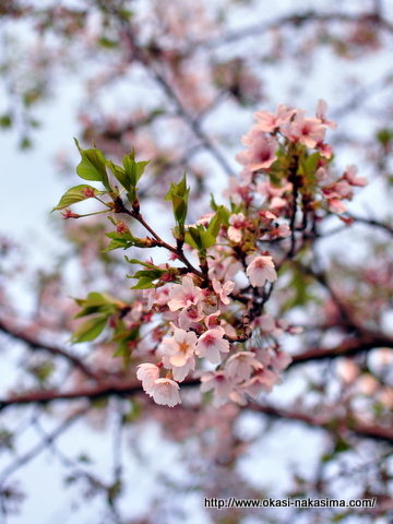 葉桜