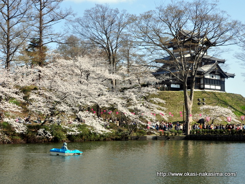 高田城と桜