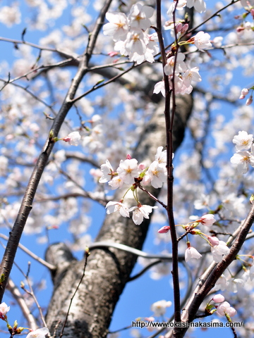 桜