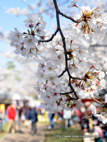 桜 桜