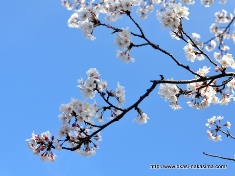 桜と青空 桜と青空