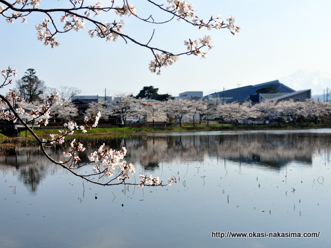 お堀と桜 お堀と桜