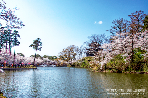 高田公園と桜