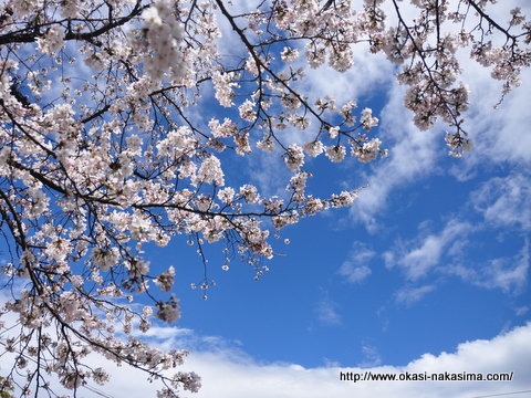 青空と桜