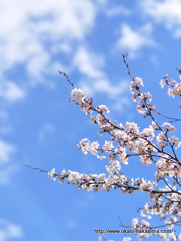 桜 桜