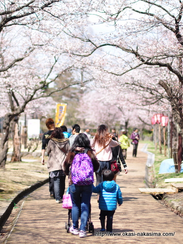 桜並木