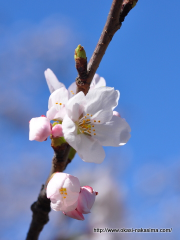 高田公園の桜