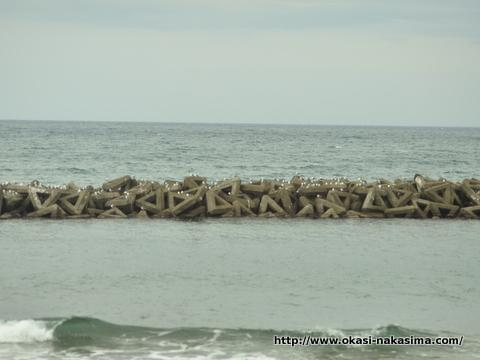 海鳥達 海鳥達