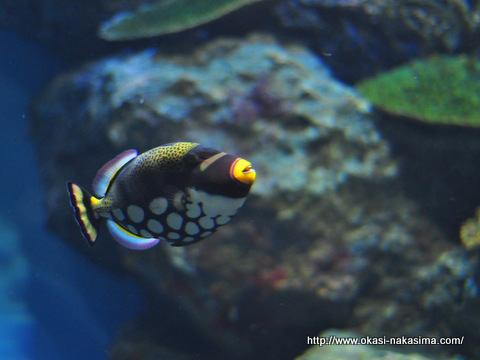 魚 魚